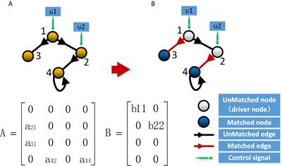 Control Analysis of Protein-Protein Interaction Network Reveals Potential Regulatory Targets for MYCN